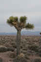 #7: Joshua tree