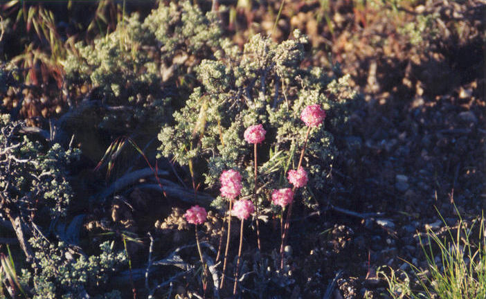 Wild buckwheat near the confluence point.