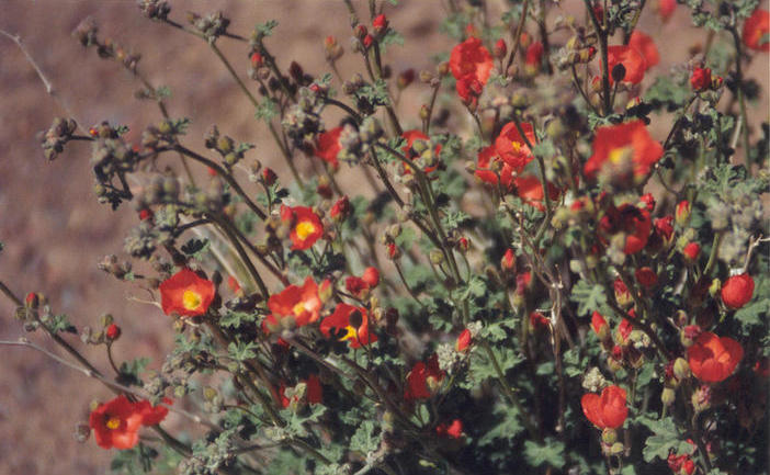 Desert mallow near the confluence point.