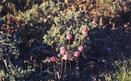 #5: Wild buckwheat near the confluence point.