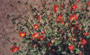 #6: Desert mallow near the confluence point.