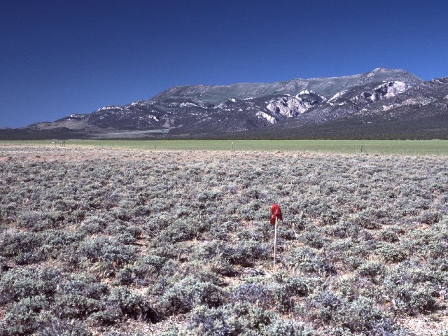 View northeast towards Ward Mountain