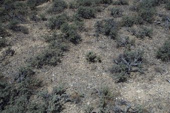 #1: Yet again, desert sagebrush!