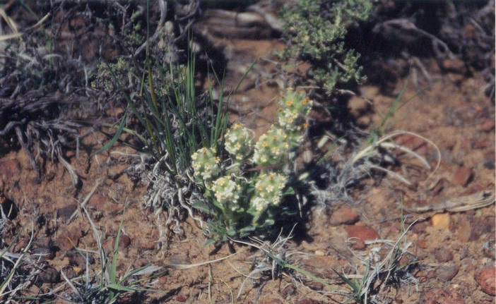 Wildflower near the confluence point.