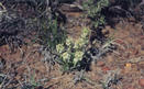 #6: Wildflower near the confluence point.