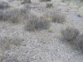 #1: The confluence point - one of the many desert confluences in Nevada