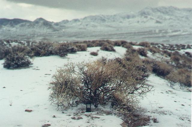 Confluence point bush in foreground, looking north