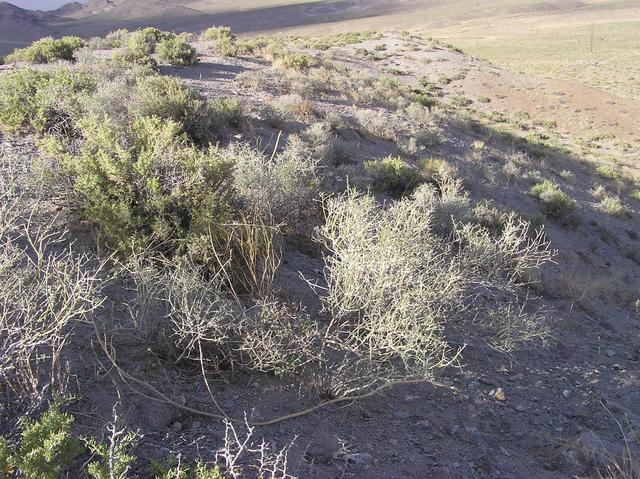 The confluence point lies near the top of a small ridge