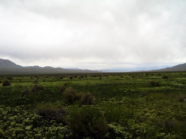 View north up Carico Lake Valley