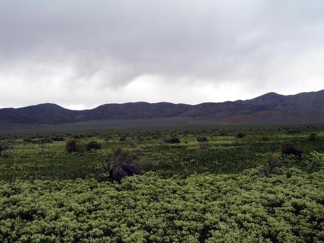 View west towards the Shoshone Range