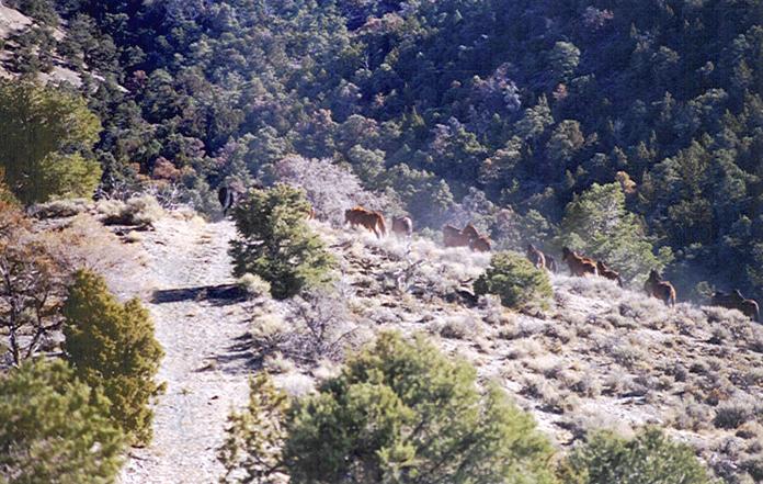 One of the packs of 20 to 30 horses near where we parked.