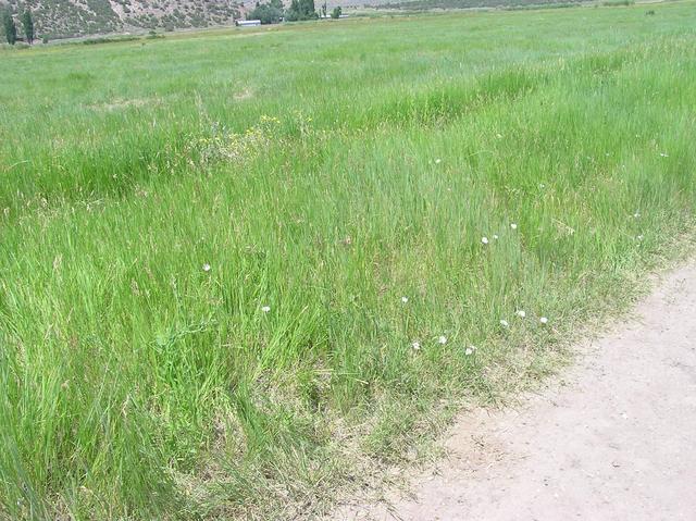 The confluence point is just beside this dirt road