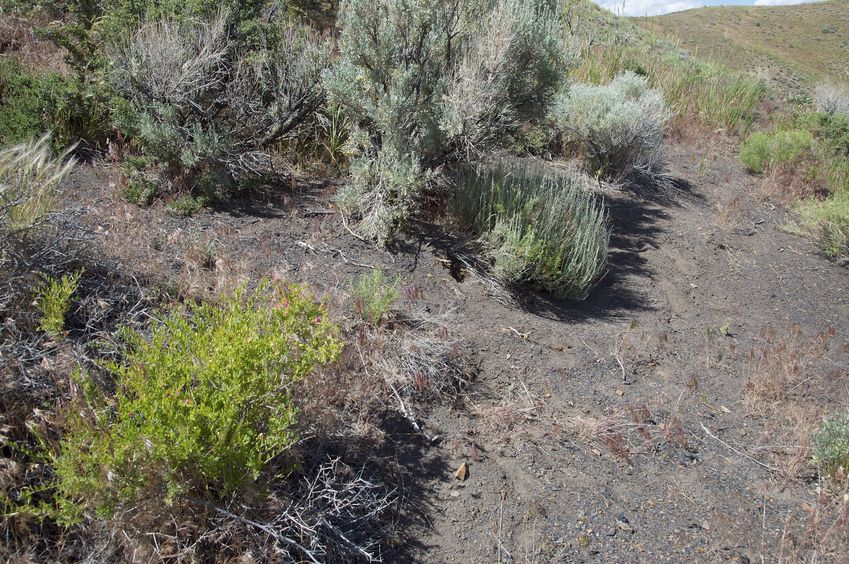 The confluence point lies on a hillside with patchy vegetation