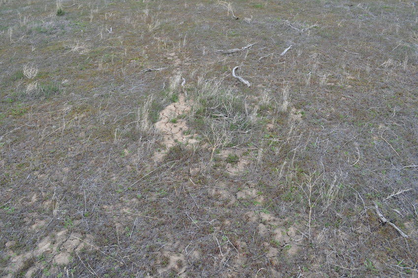 The confluence point lies within a flat, thinly-vegetated pasture