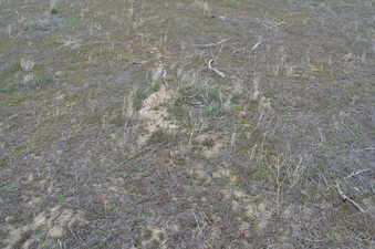 #1: The confluence point lies within a flat, thinly-vegetated pasture