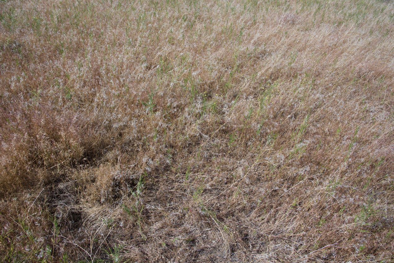 Ground cover at the confluence point