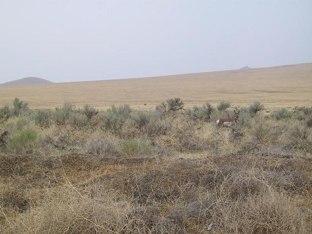 Antelope posing for a picture.