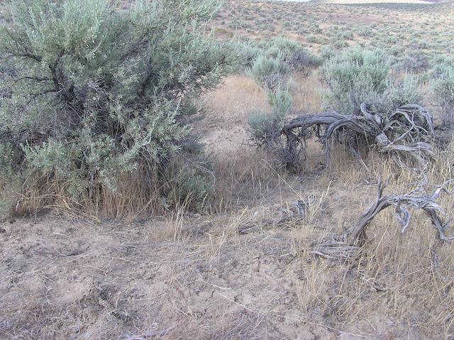 The confluence point - in a sandy, grassy desert area