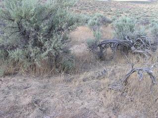 #1: The confluence point - in a sandy, grassy desert area