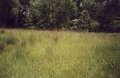 #3: A field