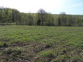 #8: View to the west-northwest from the confluence.