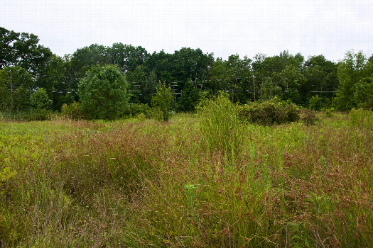 #1: The confluence point lies in an overgrown field.  (This is also a view to the West, towards a road just 200 feet away.)