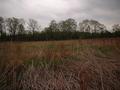 #3: Looking south from the confluence.