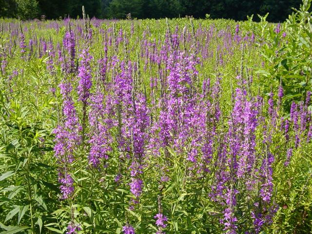 Purple flowers