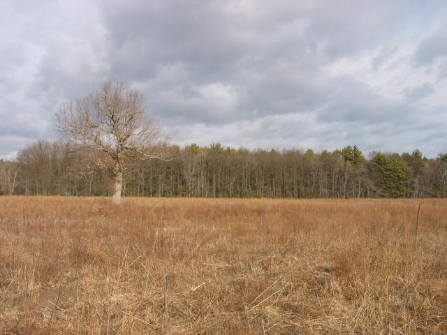 Looking from the confluence to the north