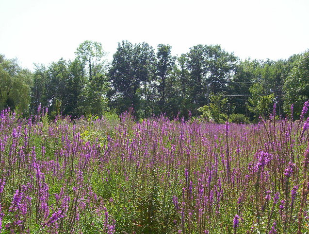 View to the south