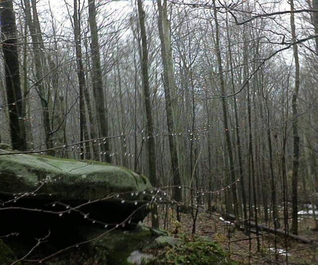 Looking south.  Icy rain falling, making crystals on the branches.