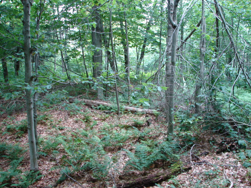 Looking North from confluence point