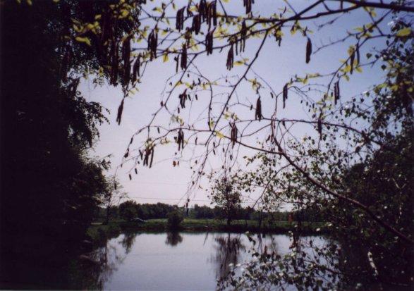 Looking south over the confluence to the road.