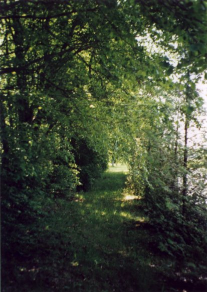 Looking south from the confluence along the path.