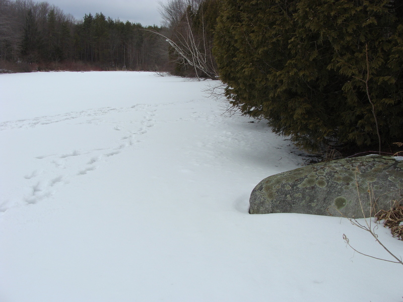 Dance steps at 43N 74W at the pond’s eastern edge