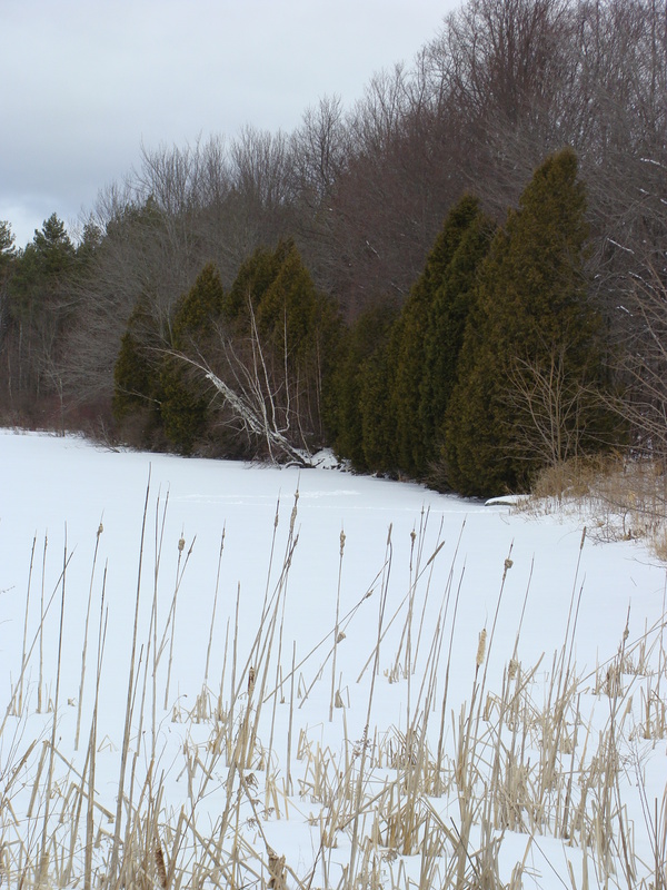 A view of the evergreens that impede satellite reception at 43N 74W.