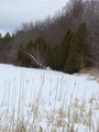 #9: A view of the evergreens that impede satellite reception at 43N 74W.