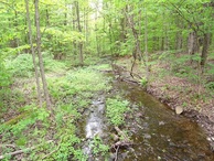 #7: Galway nature preserve