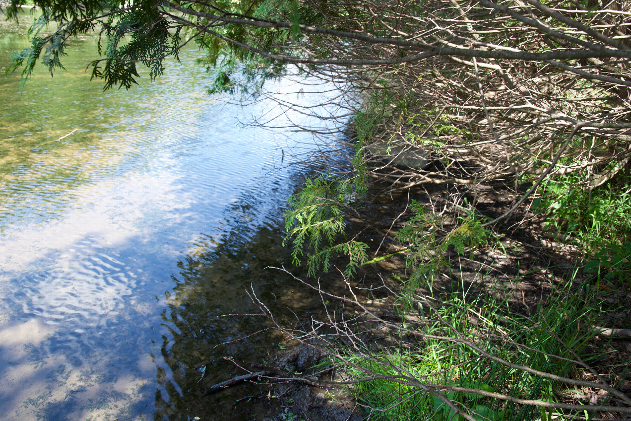 Ground (and water) cover at the confluence point