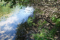 #5: Ground (and water) cover at the confluence point