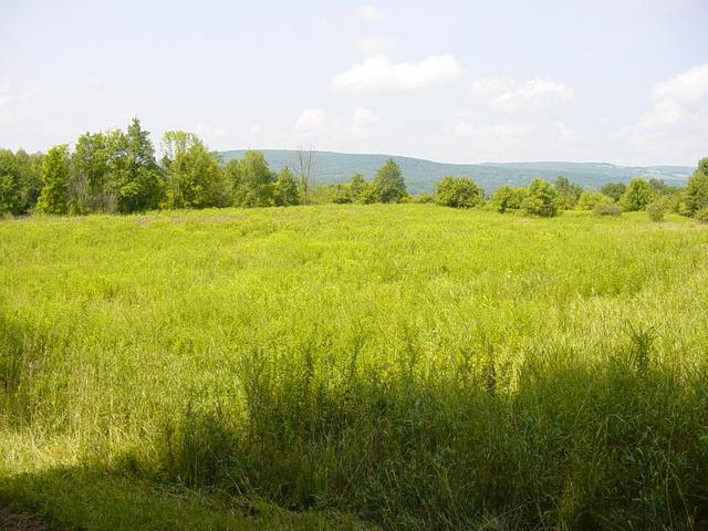 The Confluence point is in this field