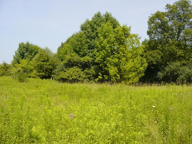 Looking North from the Confluence point