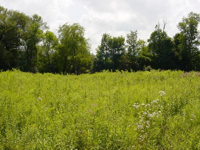 Looking South from the Confluence point