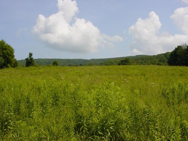 Looking East from the Confluence point