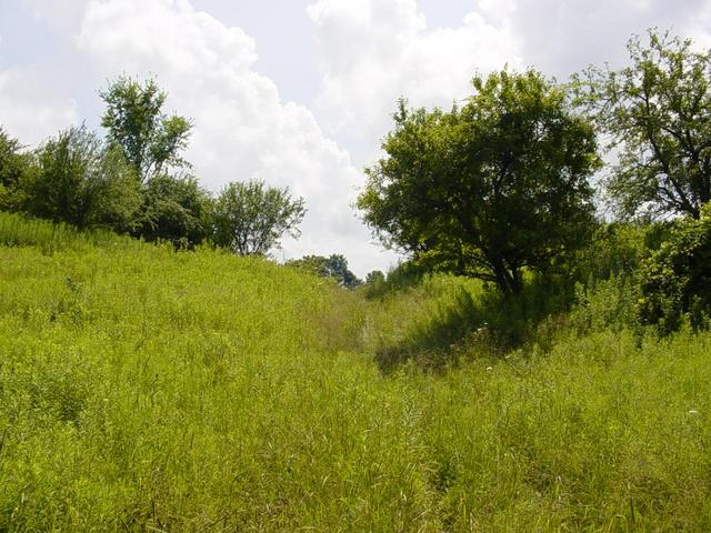 The path from the road to the Confluence point