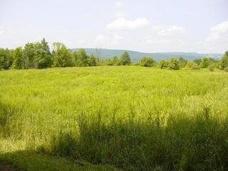 #1: The Confluence point is in this field