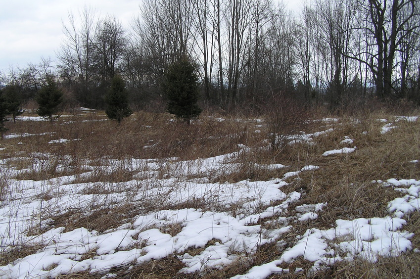 View to the north from the confluence.