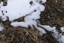 #4: Ground cover at the confluence point.