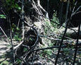 #3: the fallen tree