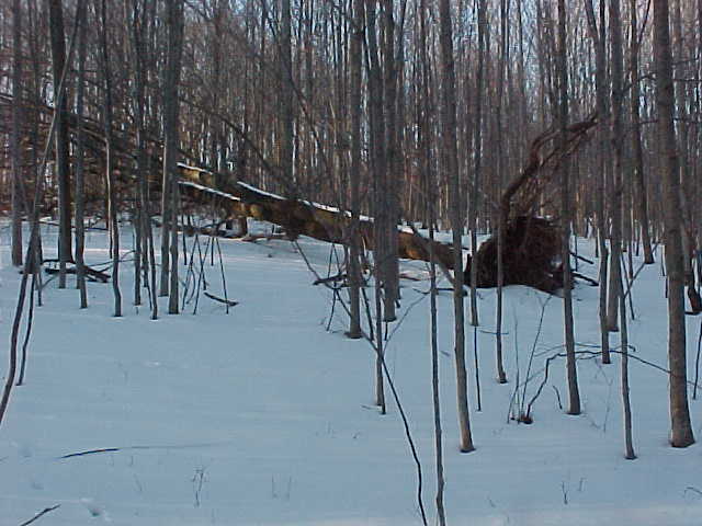 The Confluence Tree